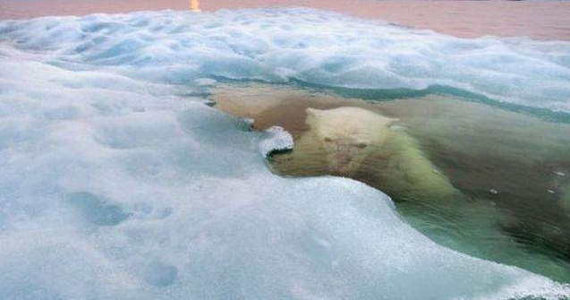  Top  Cele mai frumoase fotografii cu animale salbatice ale anului 2013