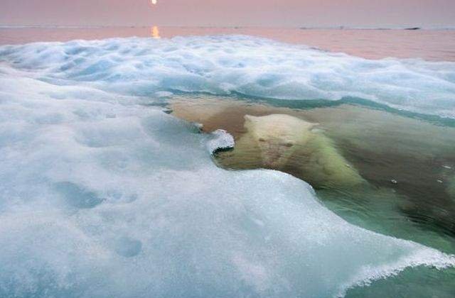 Cele mai frumoase fotografii cu animale salbatice ale anului 2013