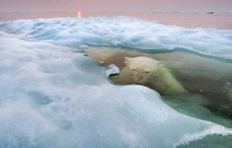  Top  Cele mai frumoase fotografii cu animale salbatice ale anului