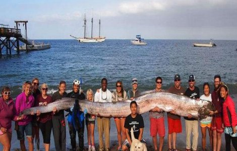 Un peste-vasla urias a fost descoperit pe o plaja din California