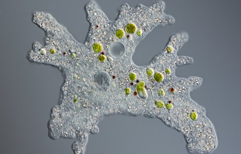 U copil de 7 ani a murit după ce s-a infectat cu o amibă