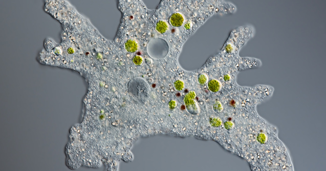 U copil de 7 ani a murit după ce s-a infectat cu o amibă