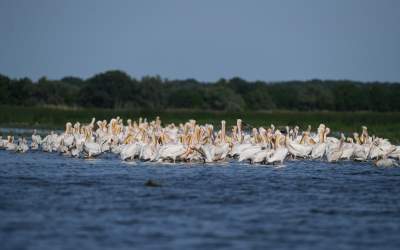 Tulcea tururi ornitologice...