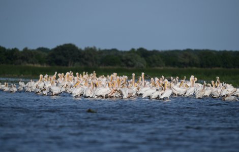 Tulcea tururi ornitologice gratuite, în schimbul pet-urilor din Deltă