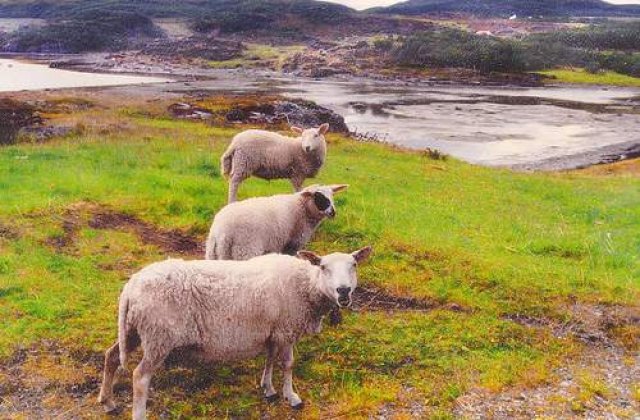 S-au deghizat in oi ca sa scape de politie