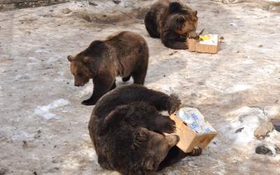 România lansează un...