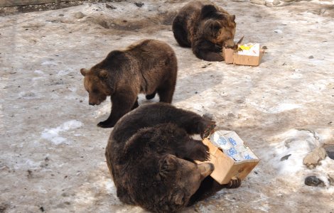 România lansează un recensământ fără precedent al urșilor (AFP)