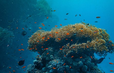 Coral de 5 metri înălțime, descoperit în Marea Barieră de Corali. Are 400 de ani