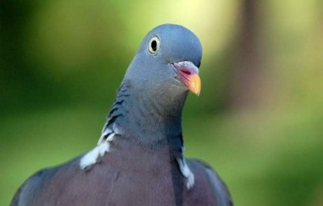 Belgia: Porumbei de competitie depistati pozitiv, unul cu cocaina