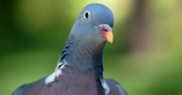 Belgia: Porumbei de competitie depistati pozitiv, unul cu cocaina