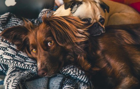 Doi din zece români au adoptat animale de companie în timpul pandemiei