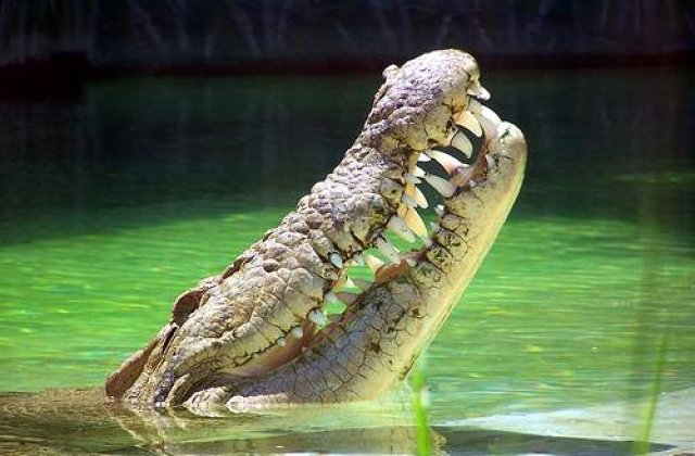 Carnea de crocodil, comercializata in Franta?