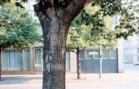 Un copac a cazut peste cinci copii