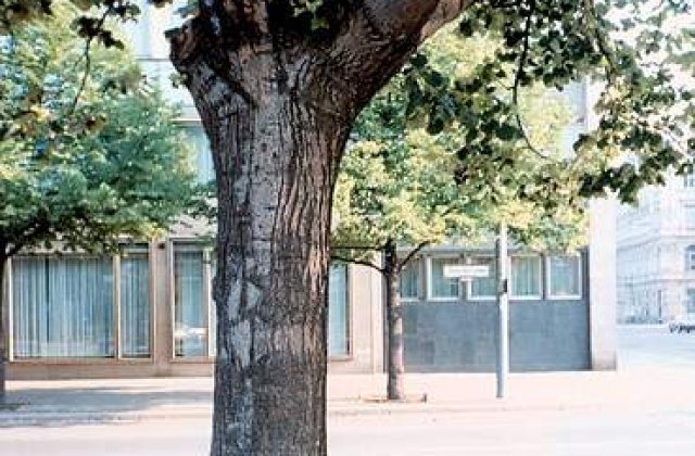 Un copac a cazut peste cinci copii