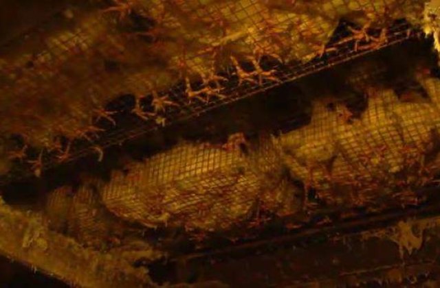 Suntem ceea ce mancam, din pacate?!