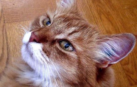 Creierul pisicii, mai complex decat un computer