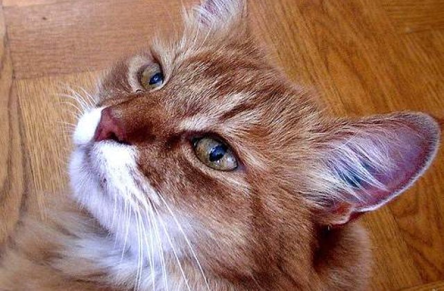 Creierul pisicii, mai complex decat un computer