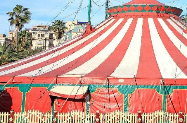 Catalonia vrea sa interzica spectacolele de circ cu dresura de animale