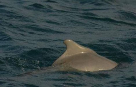 O specie noua de delfin cu cocoasa, descoperita in Australia