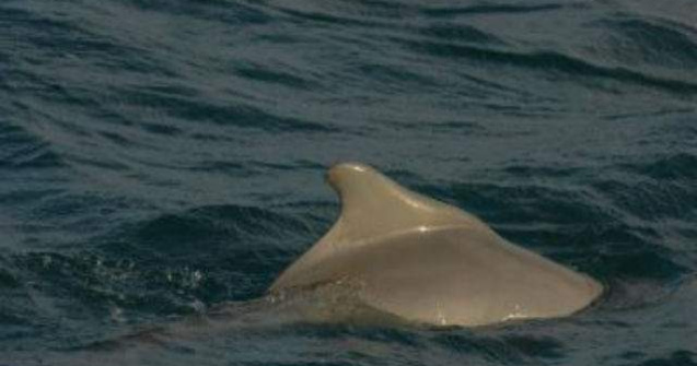 O specie noua de delfin cu cocoasa, descoperita in Australia