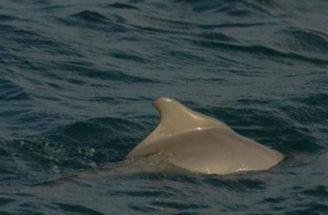 O specie noua de delfin cu cocoasa, descoperita in Australia