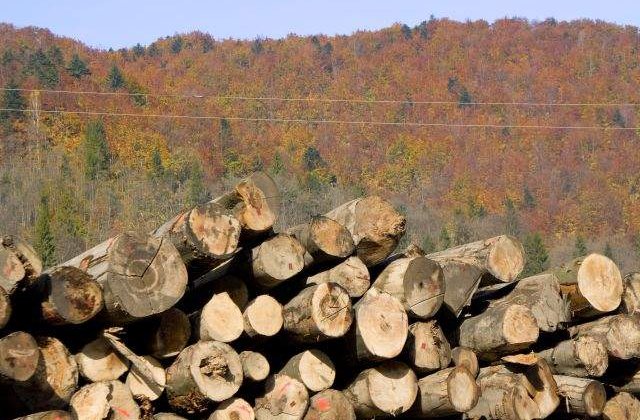 Dezastru in Arges: Peste 900 de hectare de padure taiata ilegal la ras, intr-o zona protejata