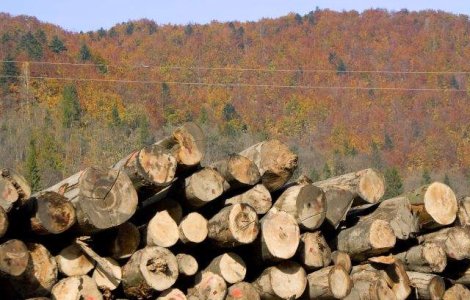 Dezastru in Arges: Peste 900 de hectare de padure taiata ilegal la ras