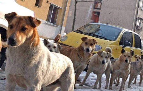 ASPA: Am gasit adaposturi private cu 3.000 de caini neinregistrati