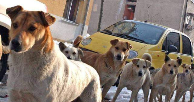 ASPA: Am gasit adaposturi private cu 3.000 de caini neinregistrati