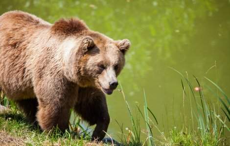 Caz de braconare a unui urs în județul Dâmbovița. Trei bărbați sunt cercetați penal