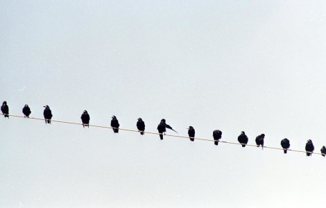 La Brașov e mai ceva ca în filmul lui Hitchcock. Acum, ciorile sunt în bătaia puștii