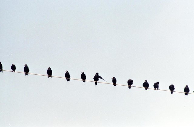 La Brașov e mai ceva ca în filmul lui Hitchcock. Acum, ciorile sunt în bătaia puștii
