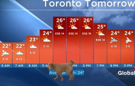 VIDEO Buletin meteo în direct întrerupt de un câine ce căuta de mâncare