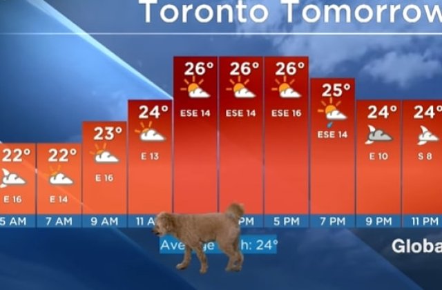 VIDEO Buletin meteo &icirc;n direct &icirc;ntrerupt de un c&acirc;ine ce căuta de m&acirc;ncare