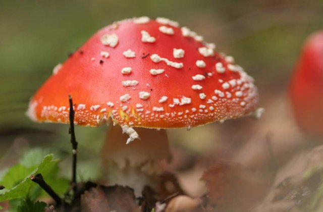 O ciuperca mutanta le da bataie de cap americanilor