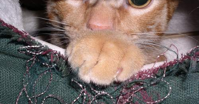 Pisici de tot felul, la Expozitia Internationala de Feline