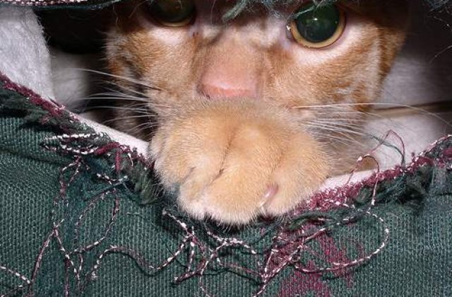 Pisici de tot felul, la Expozitia Internationala de Feline