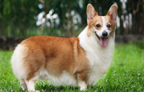 Rasa de caini Corgi este pe cale de disparitie