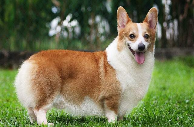 Rasa de caini Corgi este pe cale de disparitie