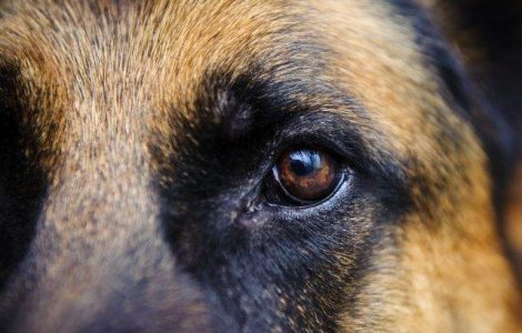 A mancat cainele care l-a salvat de urs