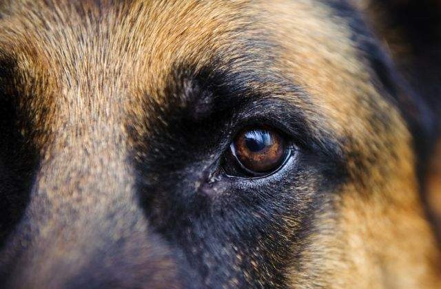 Cainele care si-a salvat stapanul de urs si a murit mancat de stapan