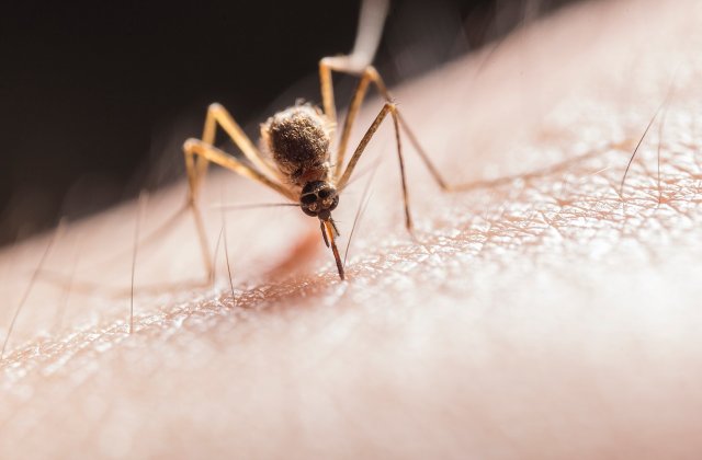 Primul deces provocat de virusul West Nile transmis de țânțari, înregistrat în România