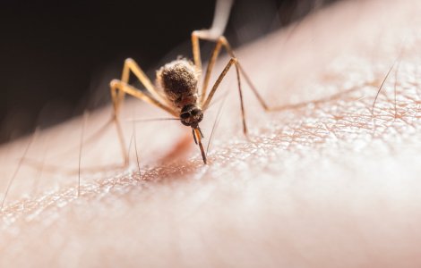 Primul deces din România, provocat de virusul West Nile transmis de țânțari