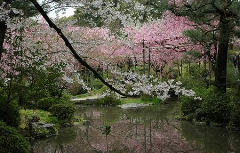 Festival japonez la Bucuresti