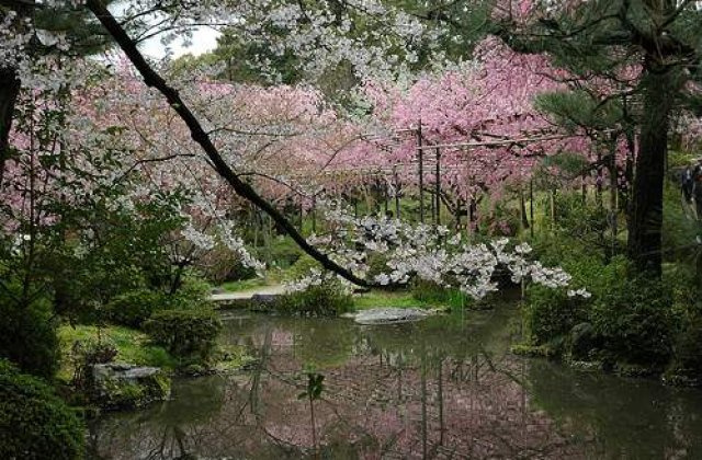 Festival japonez la Bucuresti