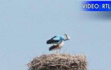  Video  Barza albastra, atractie turistica in Germania