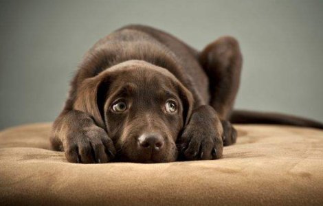 O firma romaneasca obtine diamante din caini morti