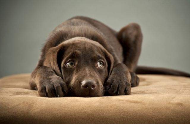 O firma romaneasca obtine diamante din caini morti