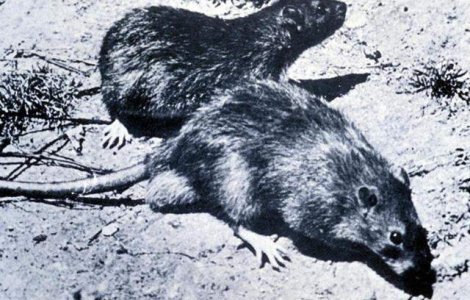 Invazie de sobolani mutanti in Marea Britanie