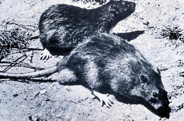 Invazie de sobolani mutanti in Marea Britanie